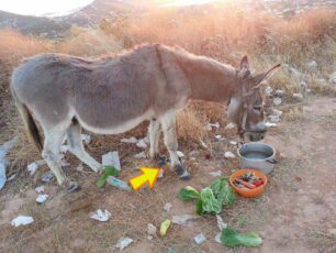 Σαλαμίνα: Εγκατέλειψε την γαϊδουρίτσα που εγκυμονεί σε ορεινή περιοχή για να την ξεφορτωθεί (βίντεο)